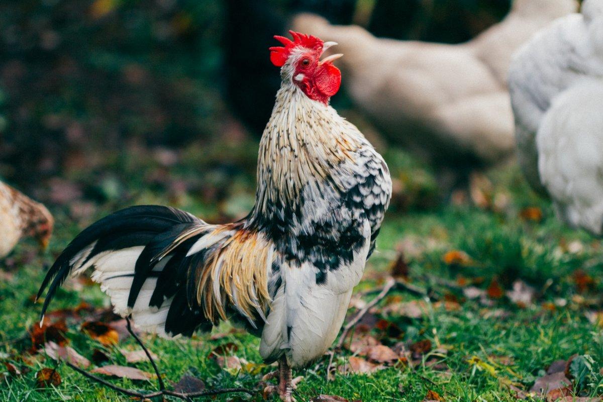 rooster is the national animal of belgium