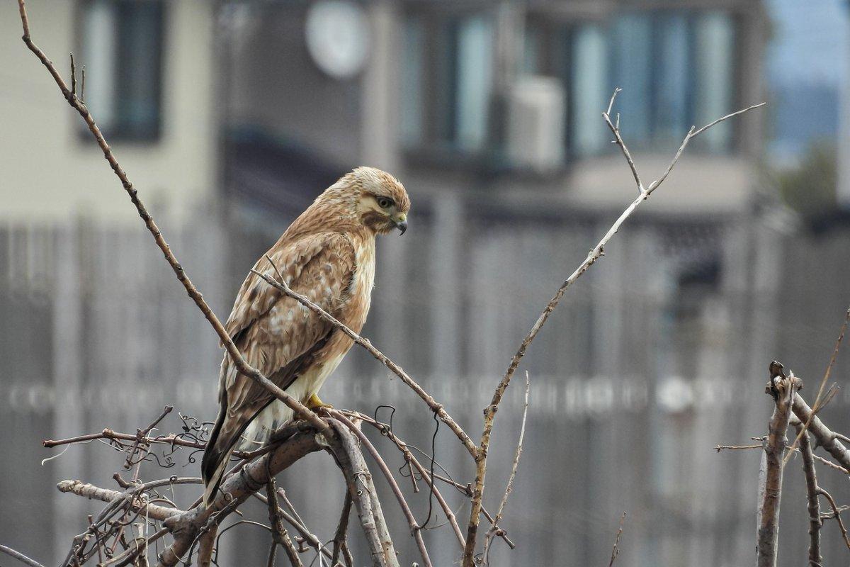 rough legged buzzard standing on a tree branch