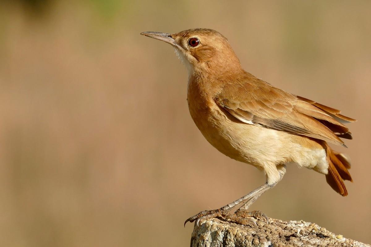 rufous hornero is the national animal of argentina