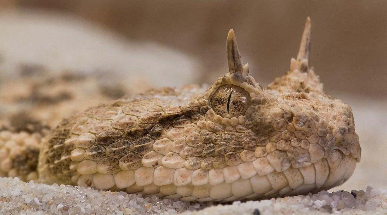 saharan horned viper is one of the animals in egypt desert