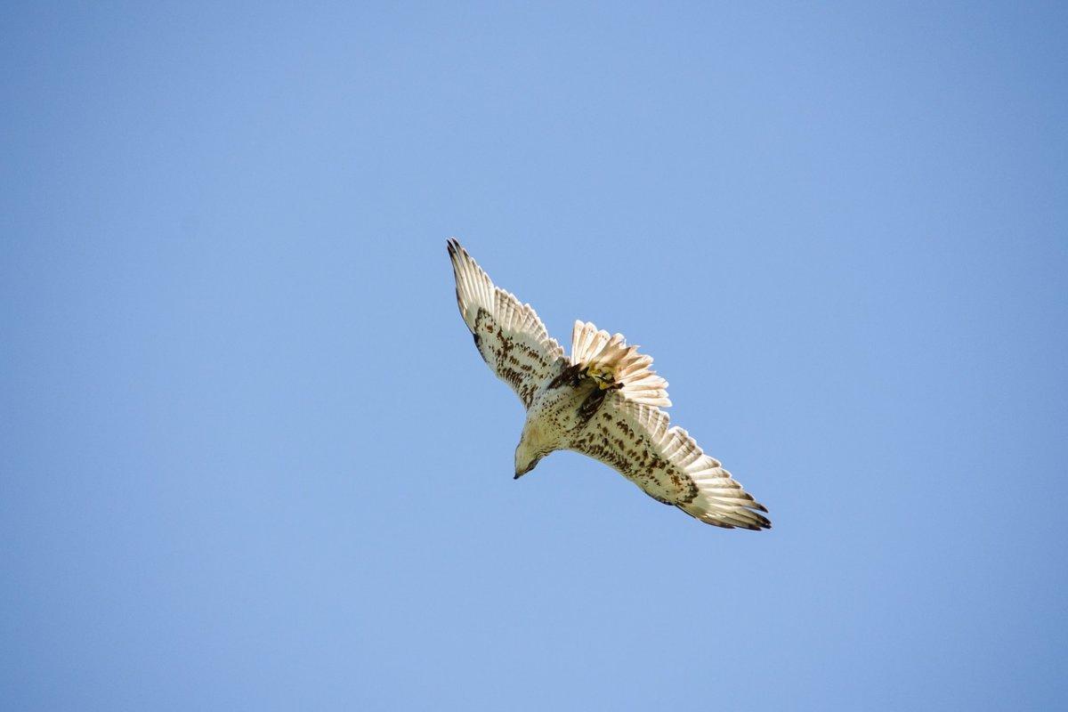 saker falcon