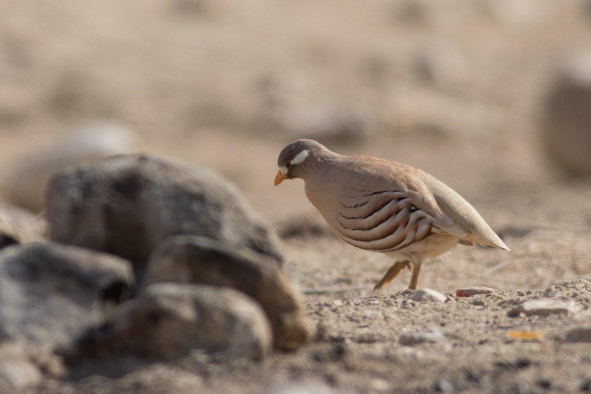 sand partridge is part of the egyptian animals list