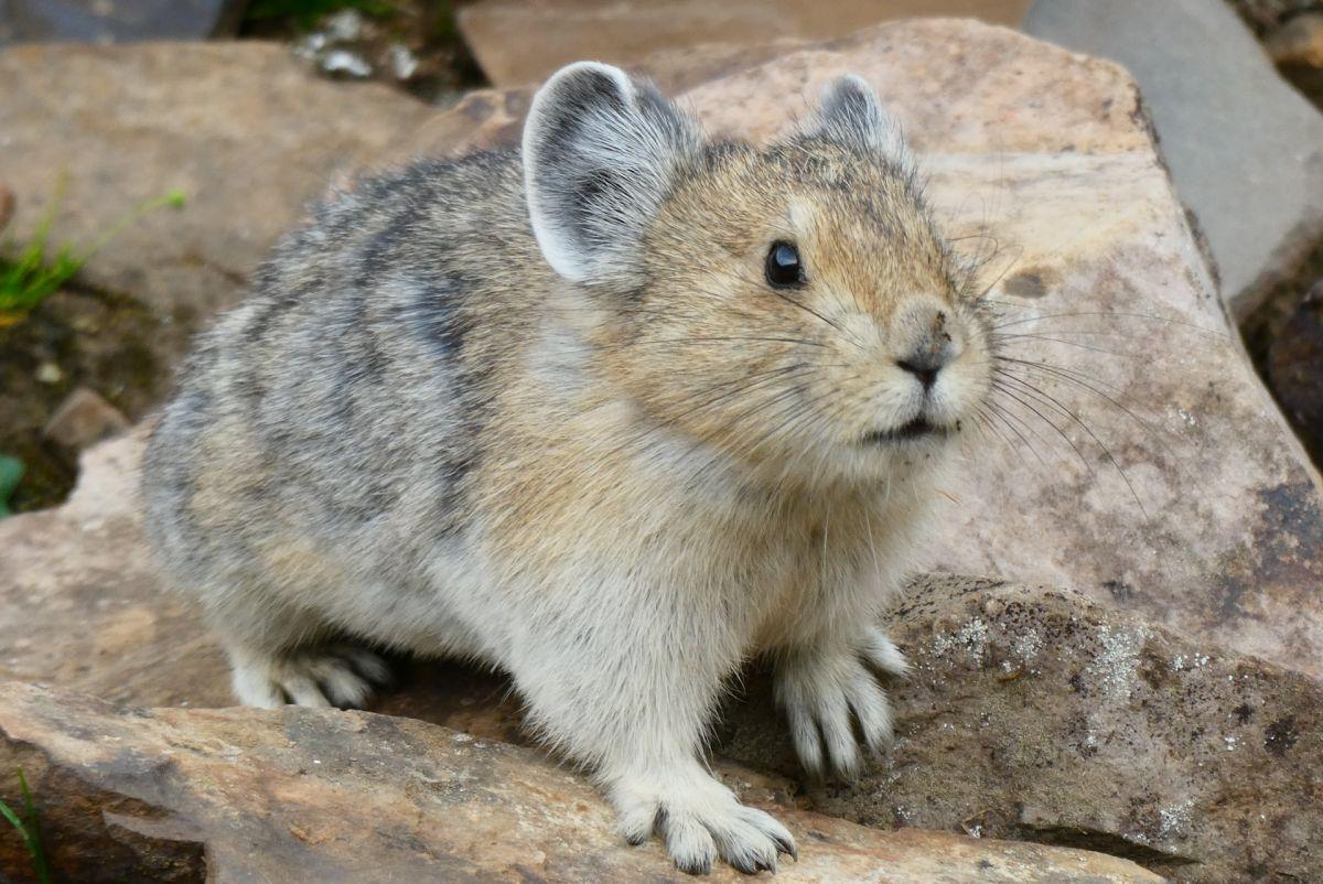 sardinian pika counts in the animals that live in italy