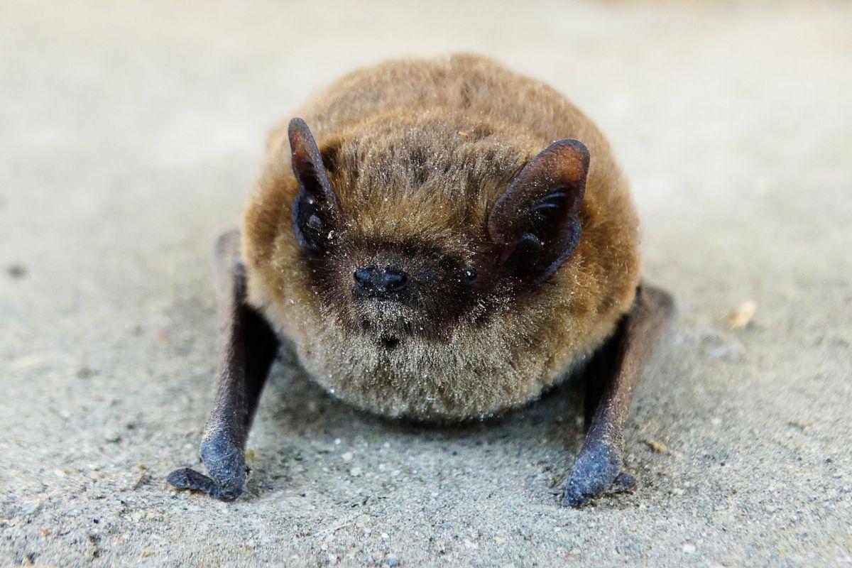 savi pipistrelle