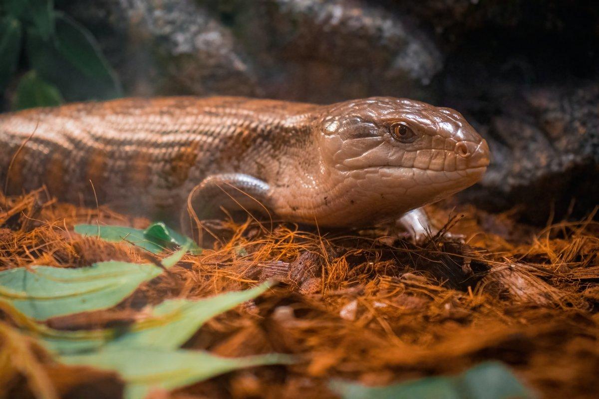 schneider’s skink is part of the wild animals in cyprus
