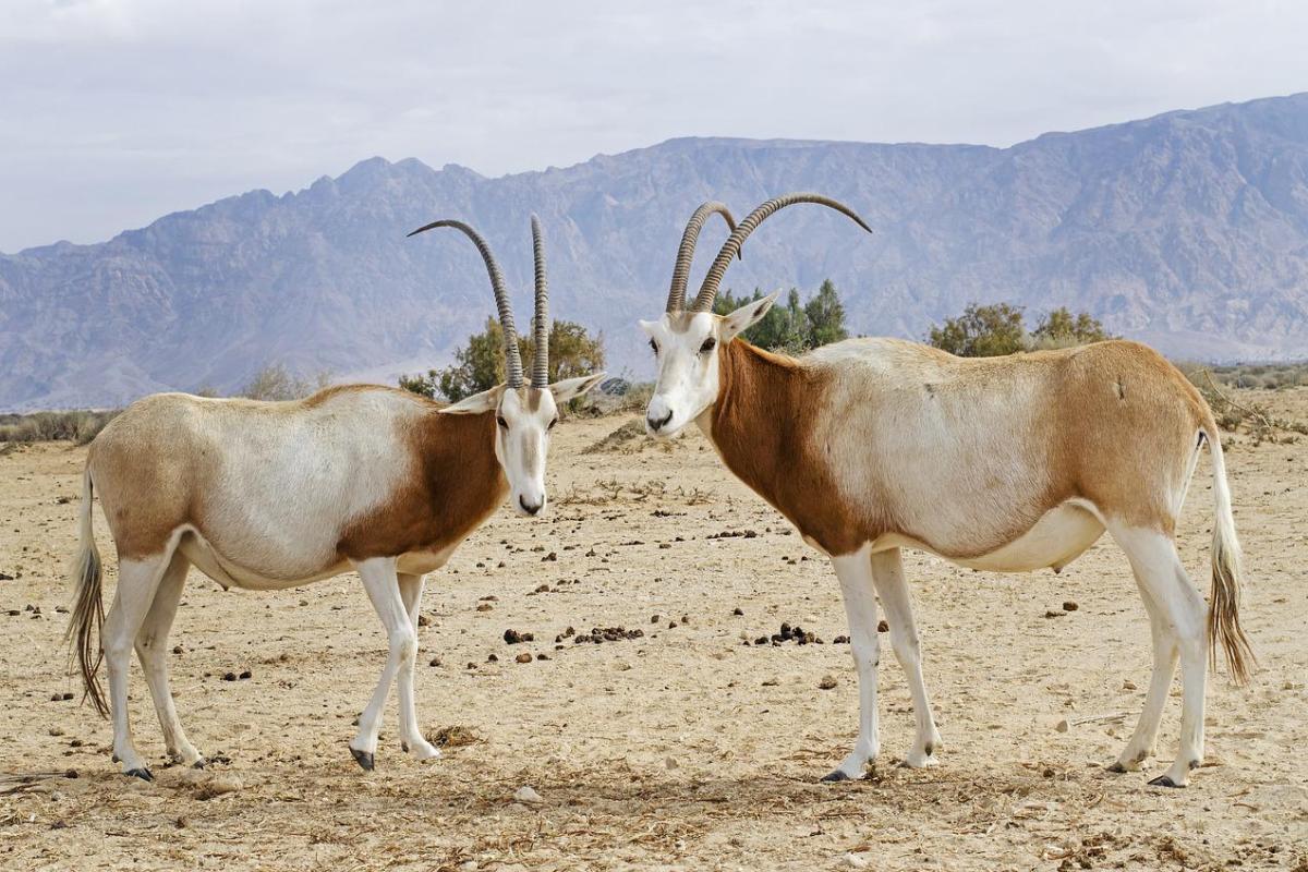 scimitar-horned oryx