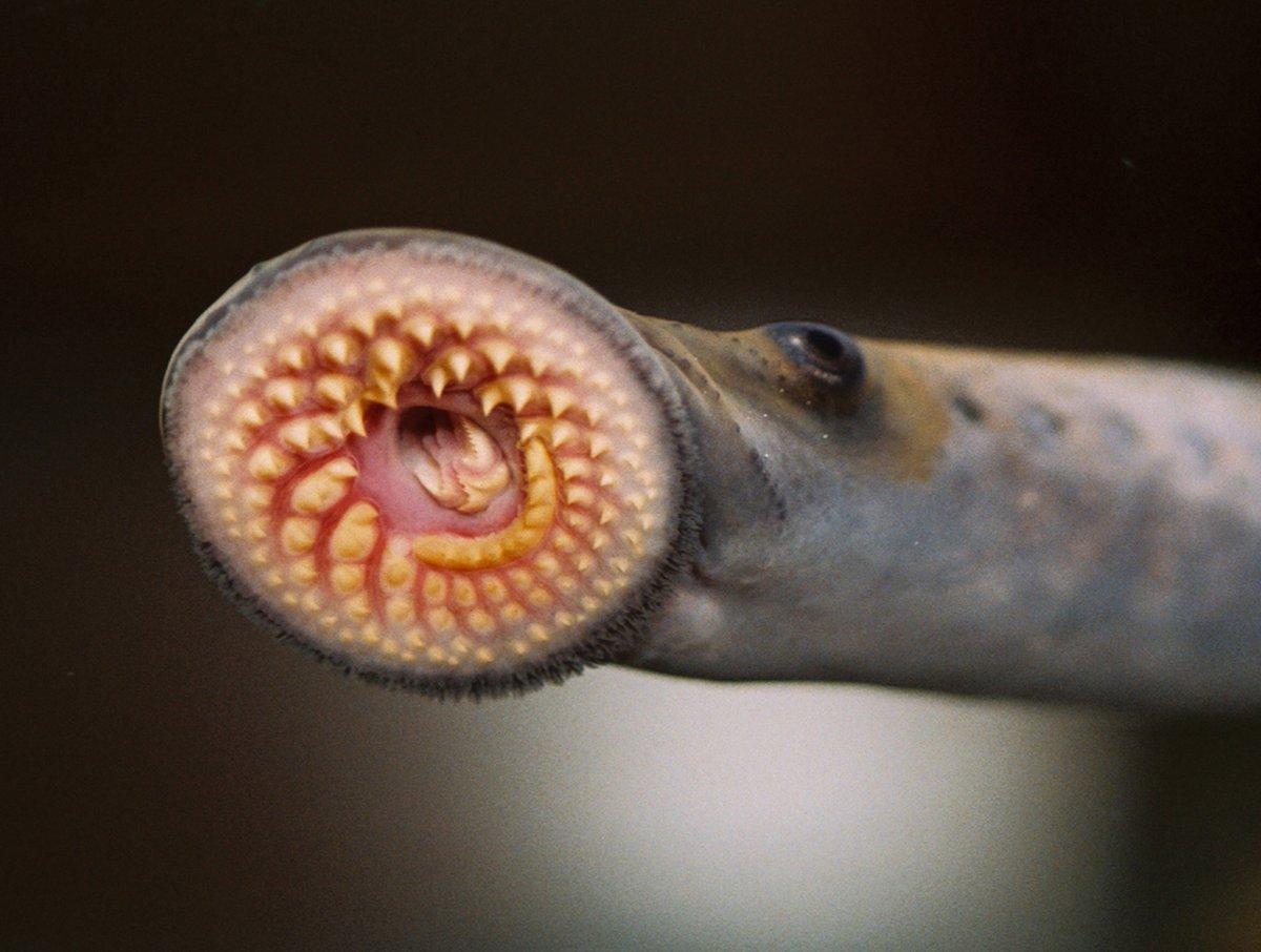 sea lamprey