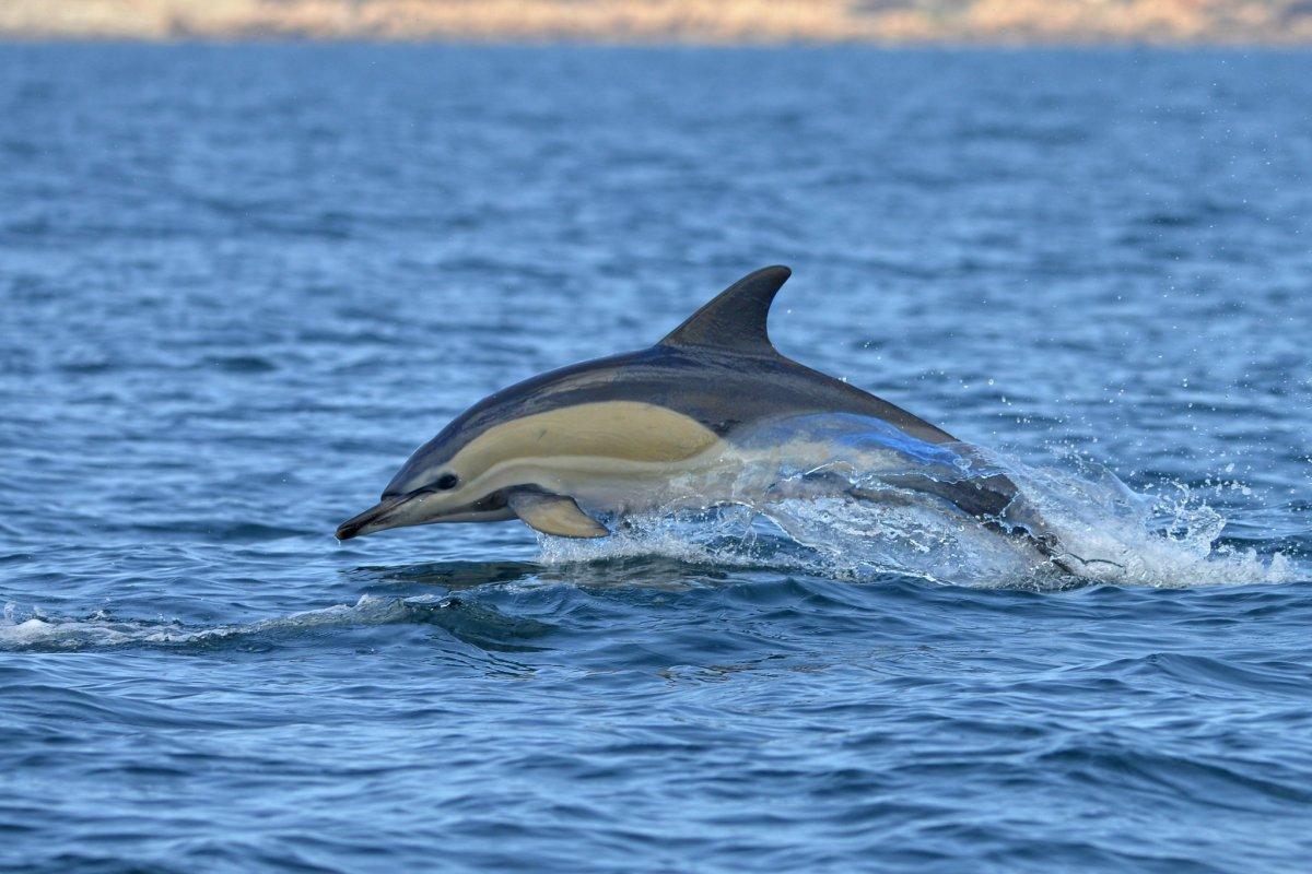 short beaked common dolphin