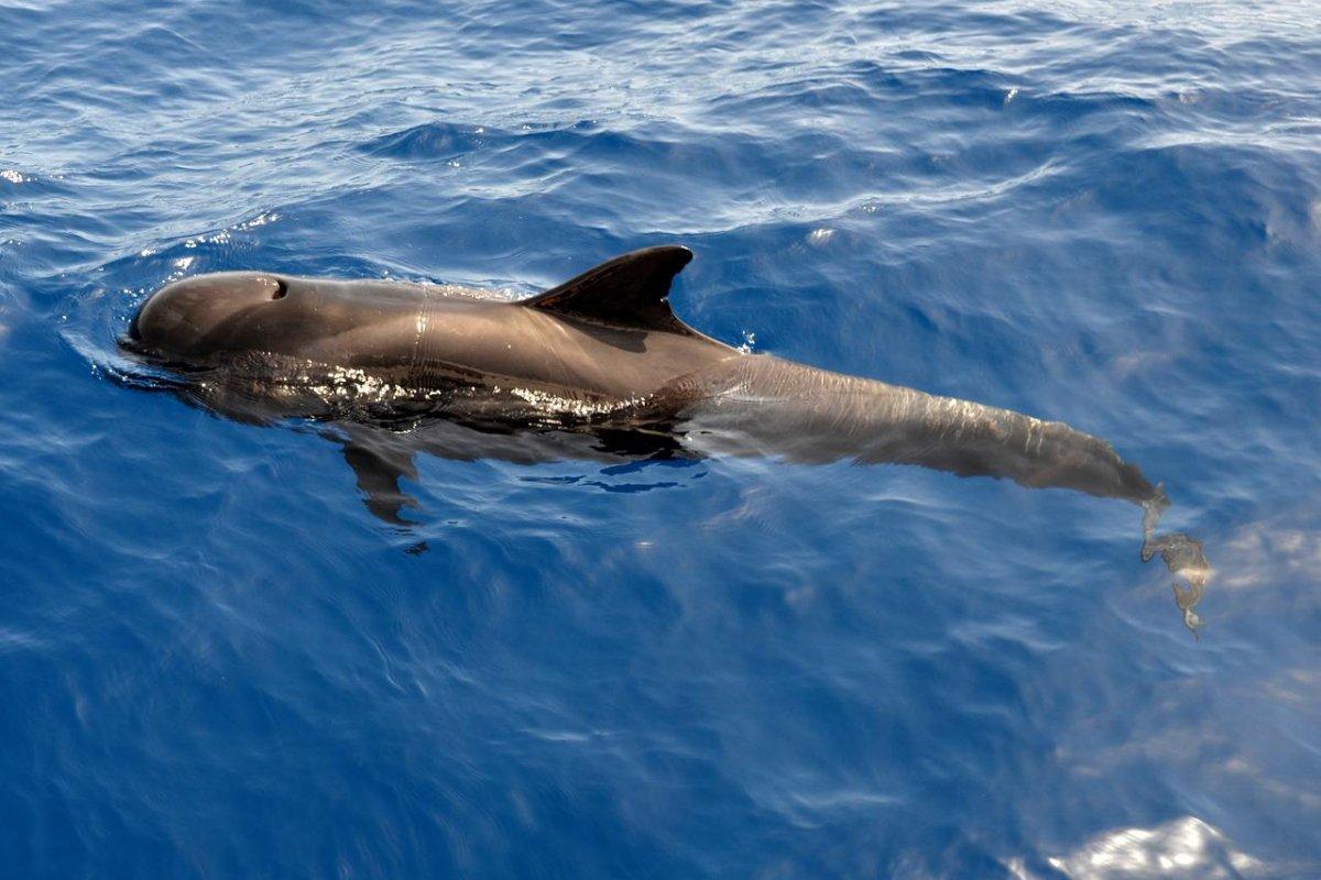 short finned pilot whale is one of the animals native to haiti
