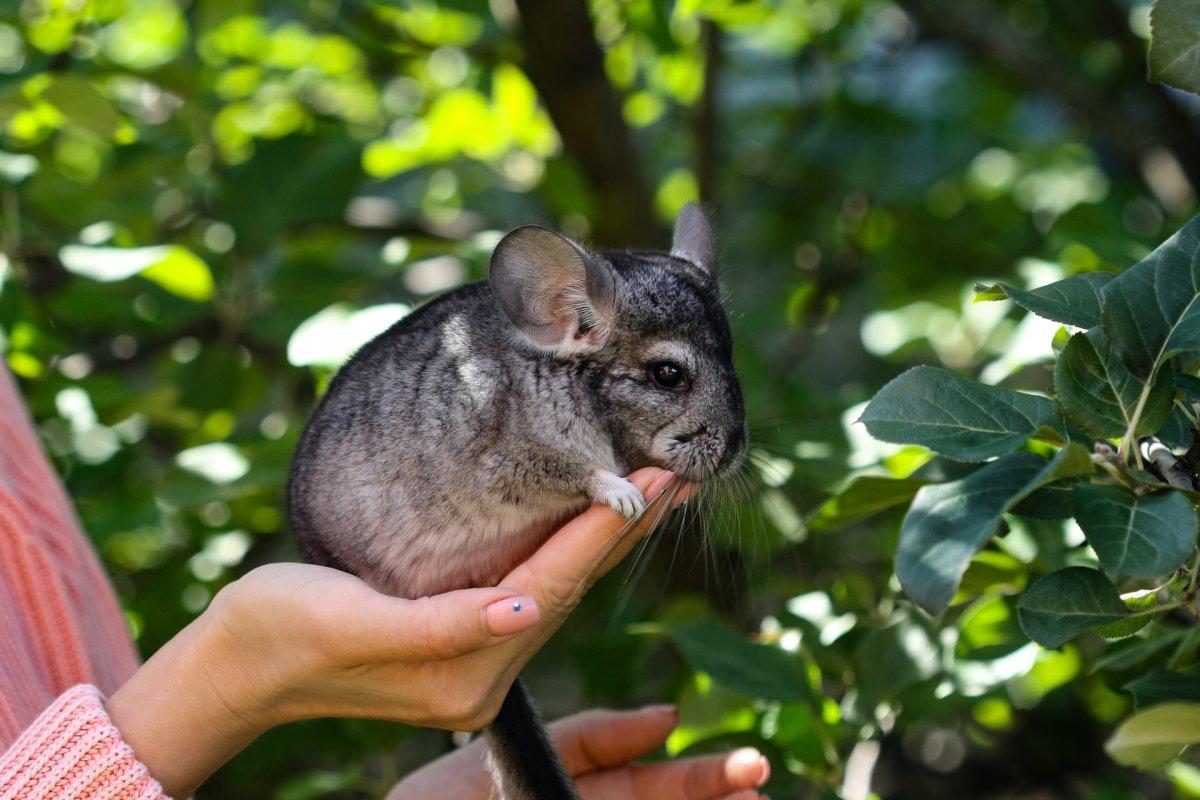 short-tailed chinchilla is among the native chilean animals