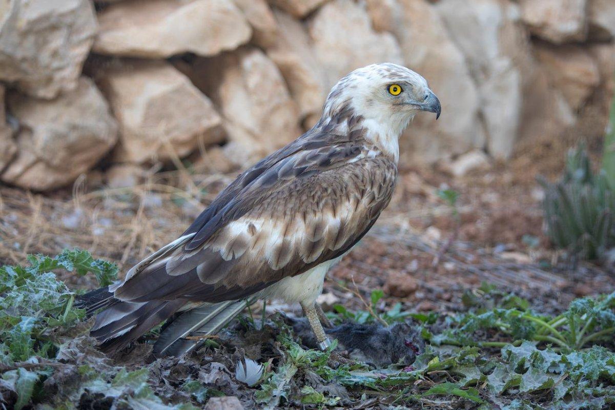 short toed snake eagle