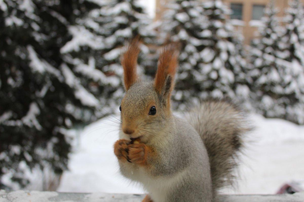 siberian flying squirrel