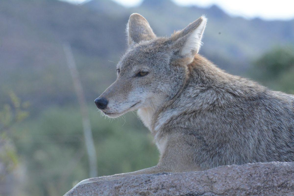 sicilian wolves are famous animals in italy