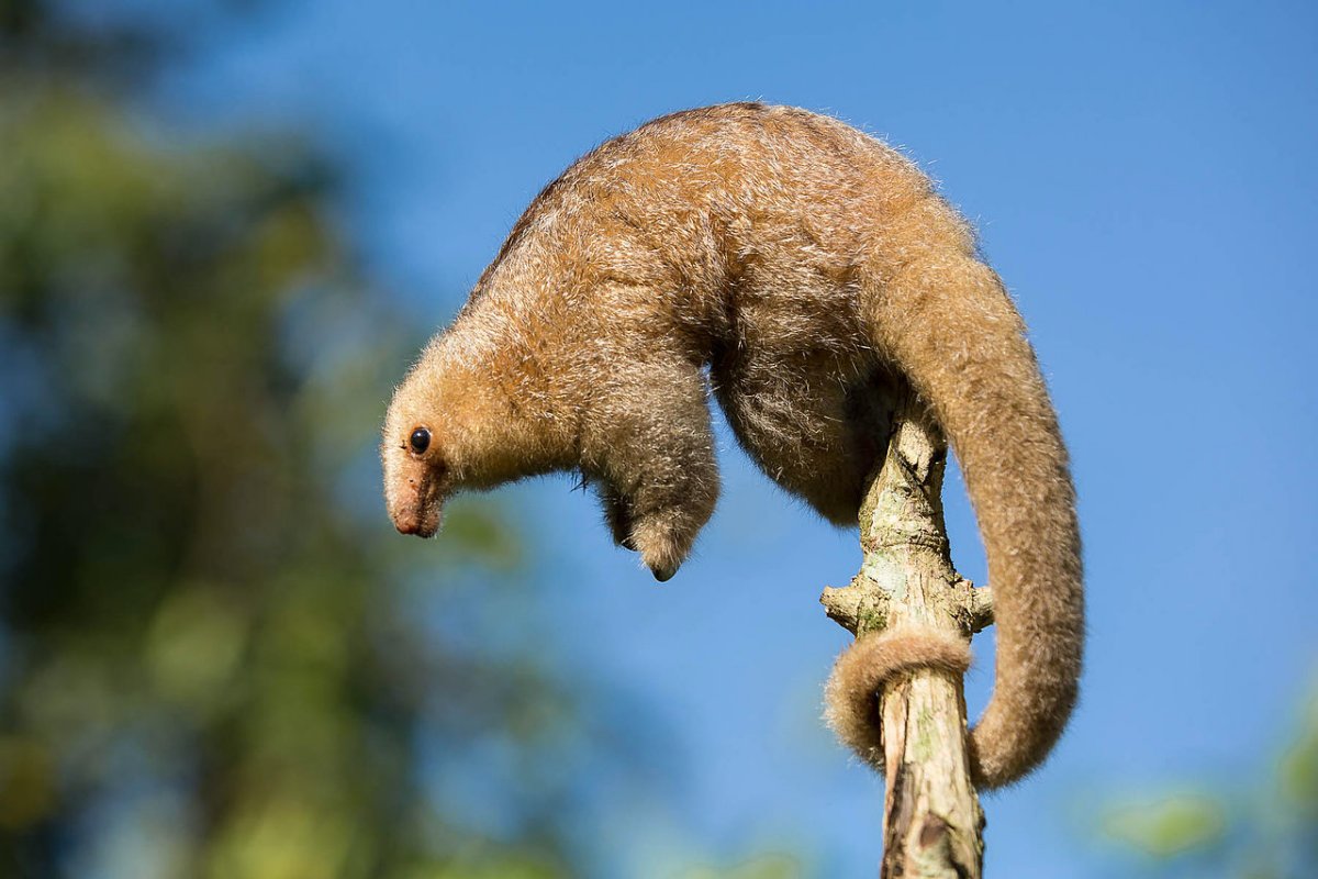 silky anteater is one of the animals that live in ecuador