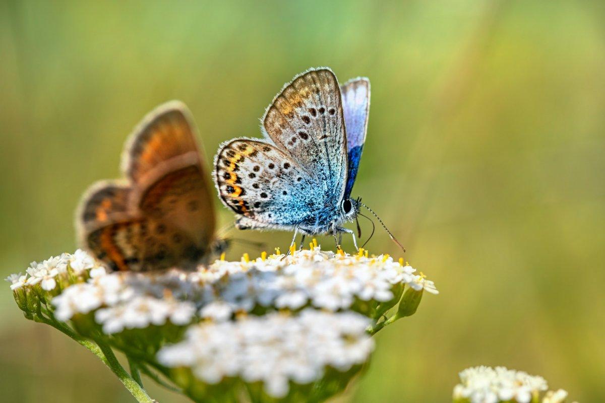 sinai baton blue is one of the native animals to egypt