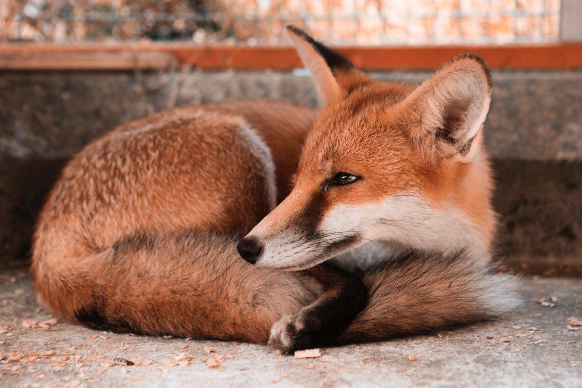 sleepy red fox