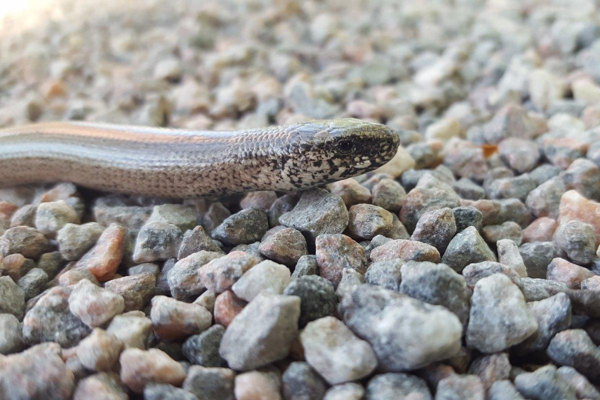 slow worm crawling on rocks