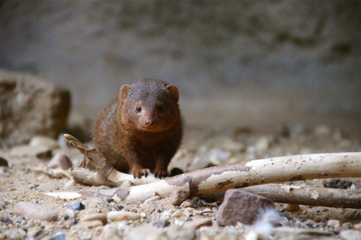 small indian mongoose is one of the cuba native animals