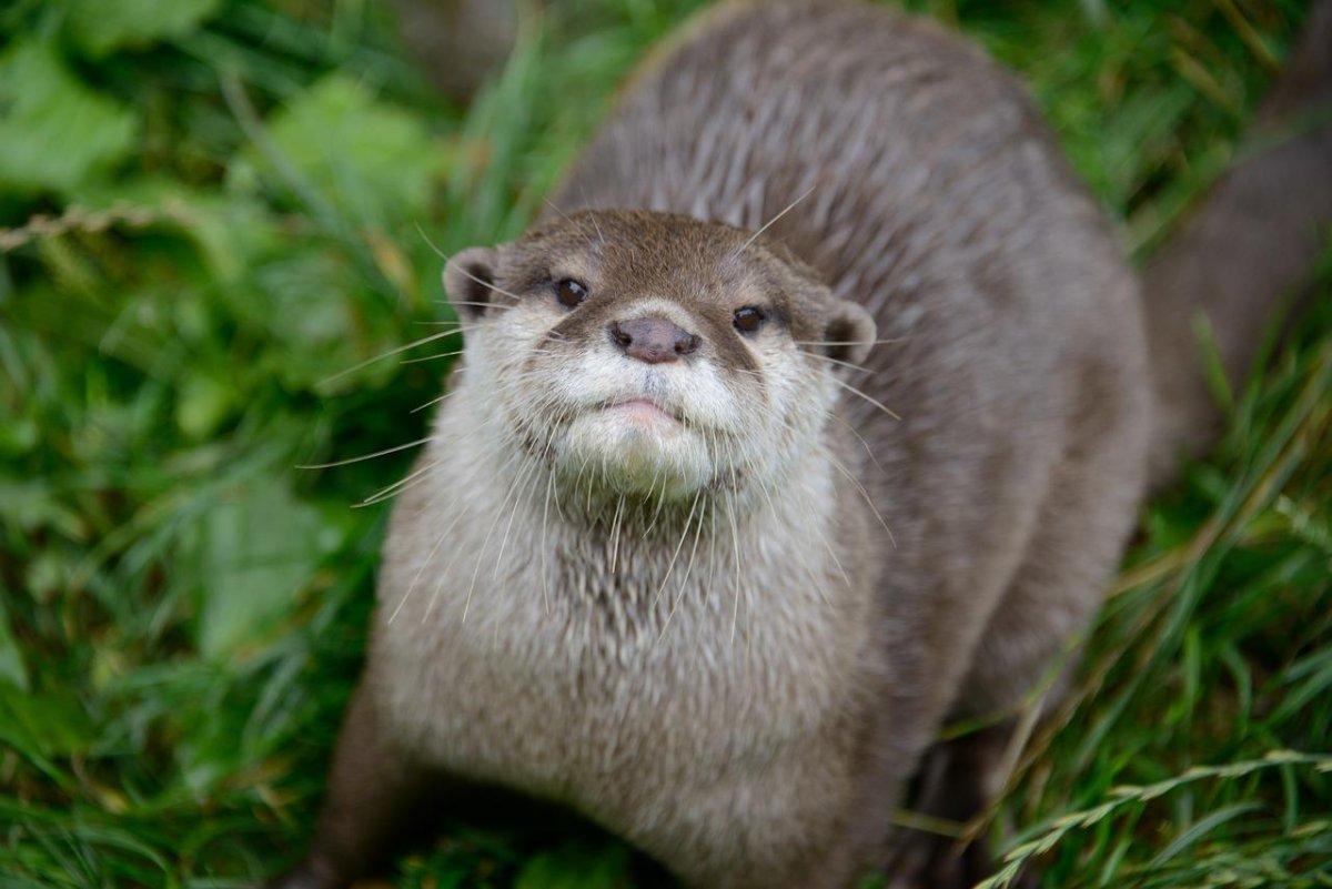 smooth coated otter is among iraq native animals