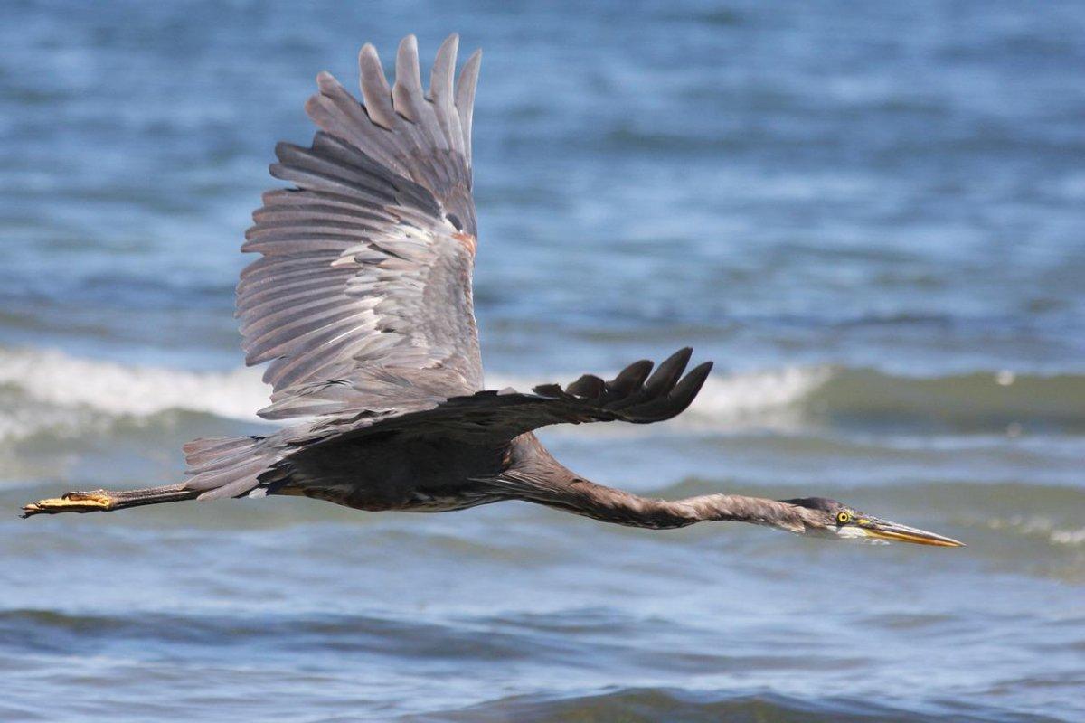 socotra cormorant is among the animals in bahrain