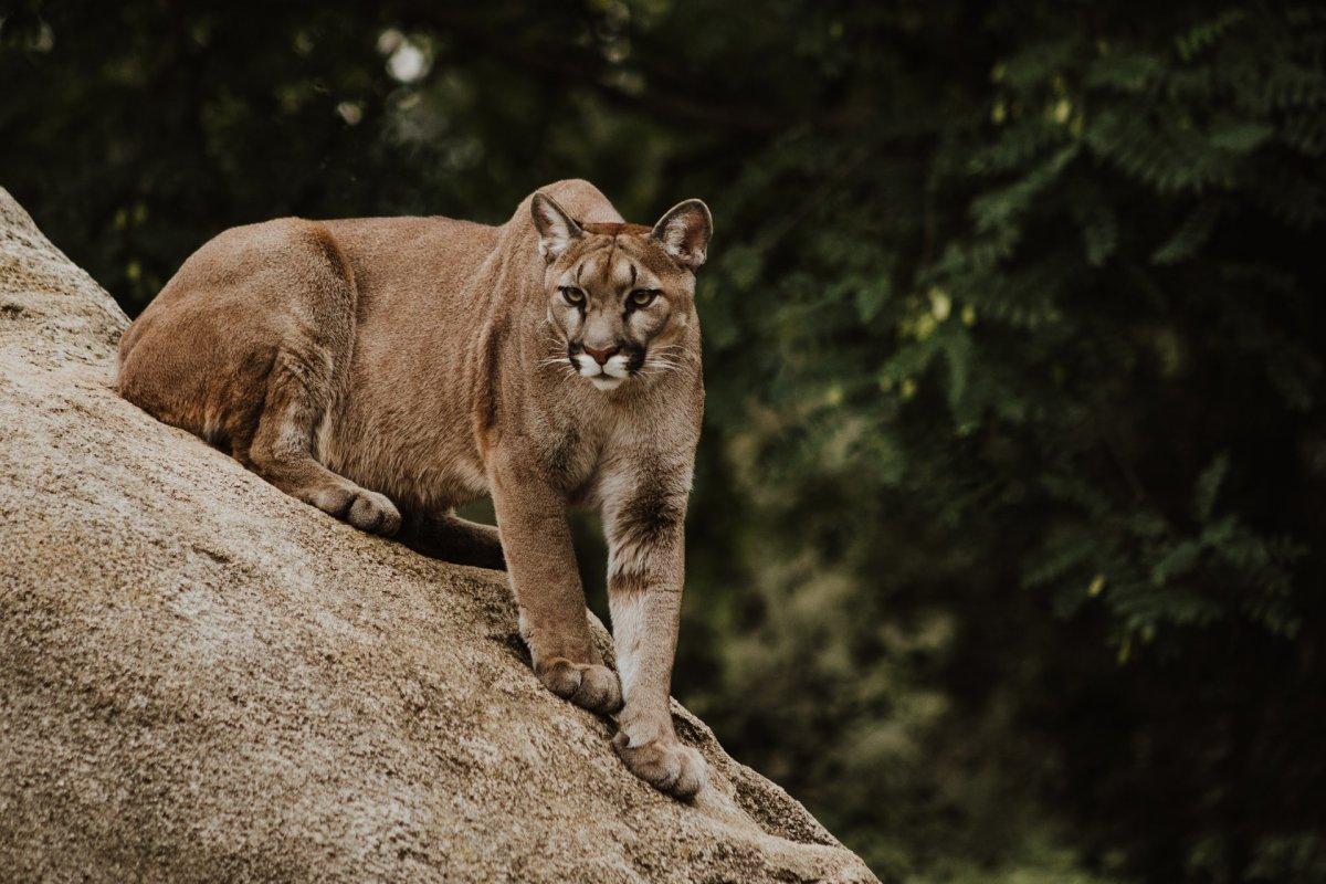 south american cougar