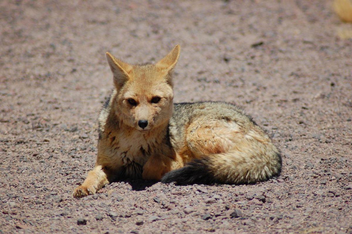 south american gray fox