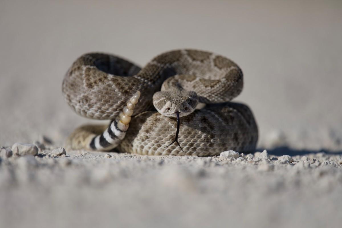 south american rattlesnake