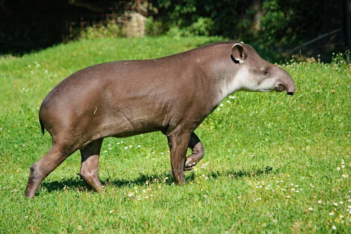 south american tapir is among the endangered animals from brazil