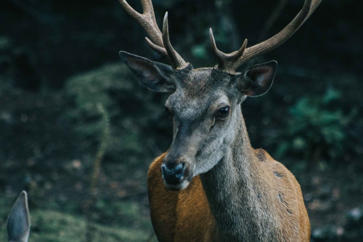 south andean deer is the chile national animal