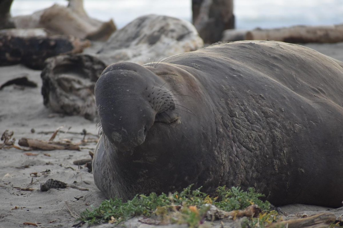 southern elephant seal is in the native animals chile has on its land