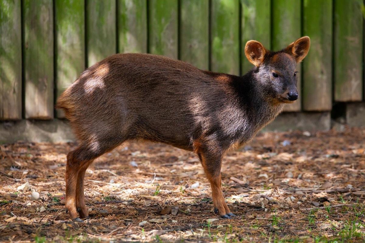 southern pudu is in the animals native to chile