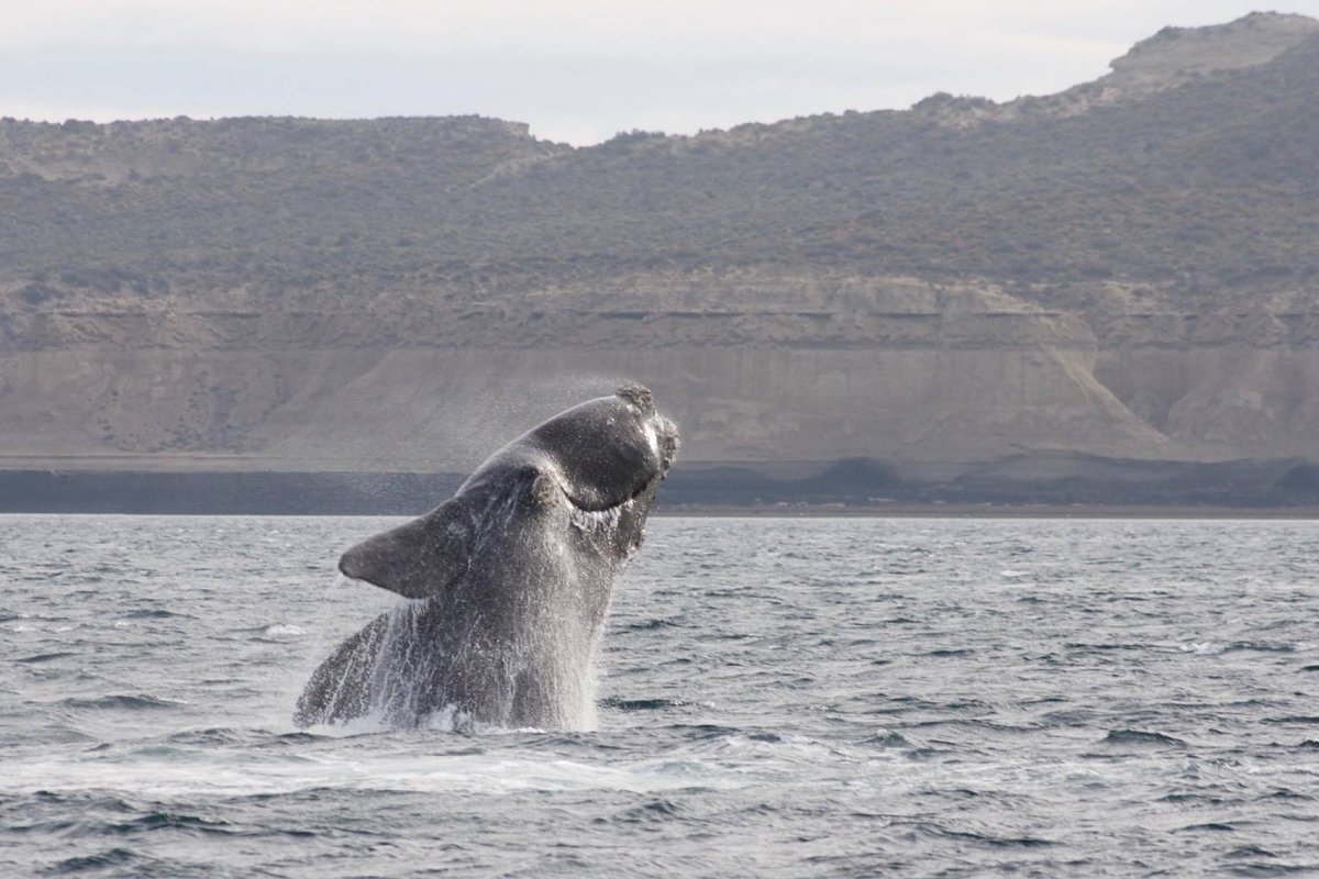 southern right whale