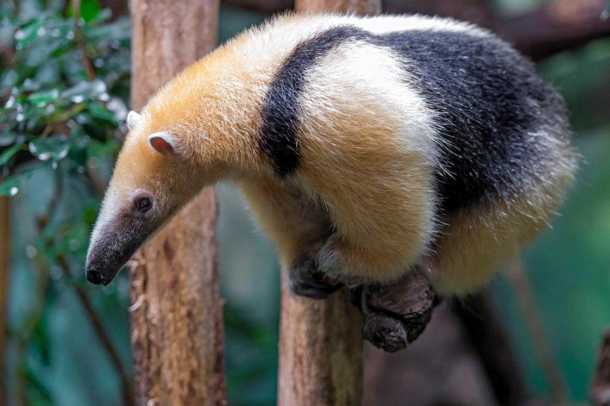 southern tamandua