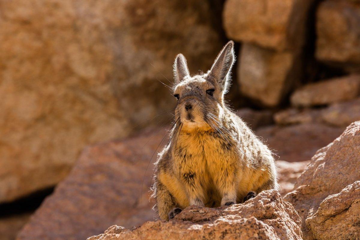 southern viscacha