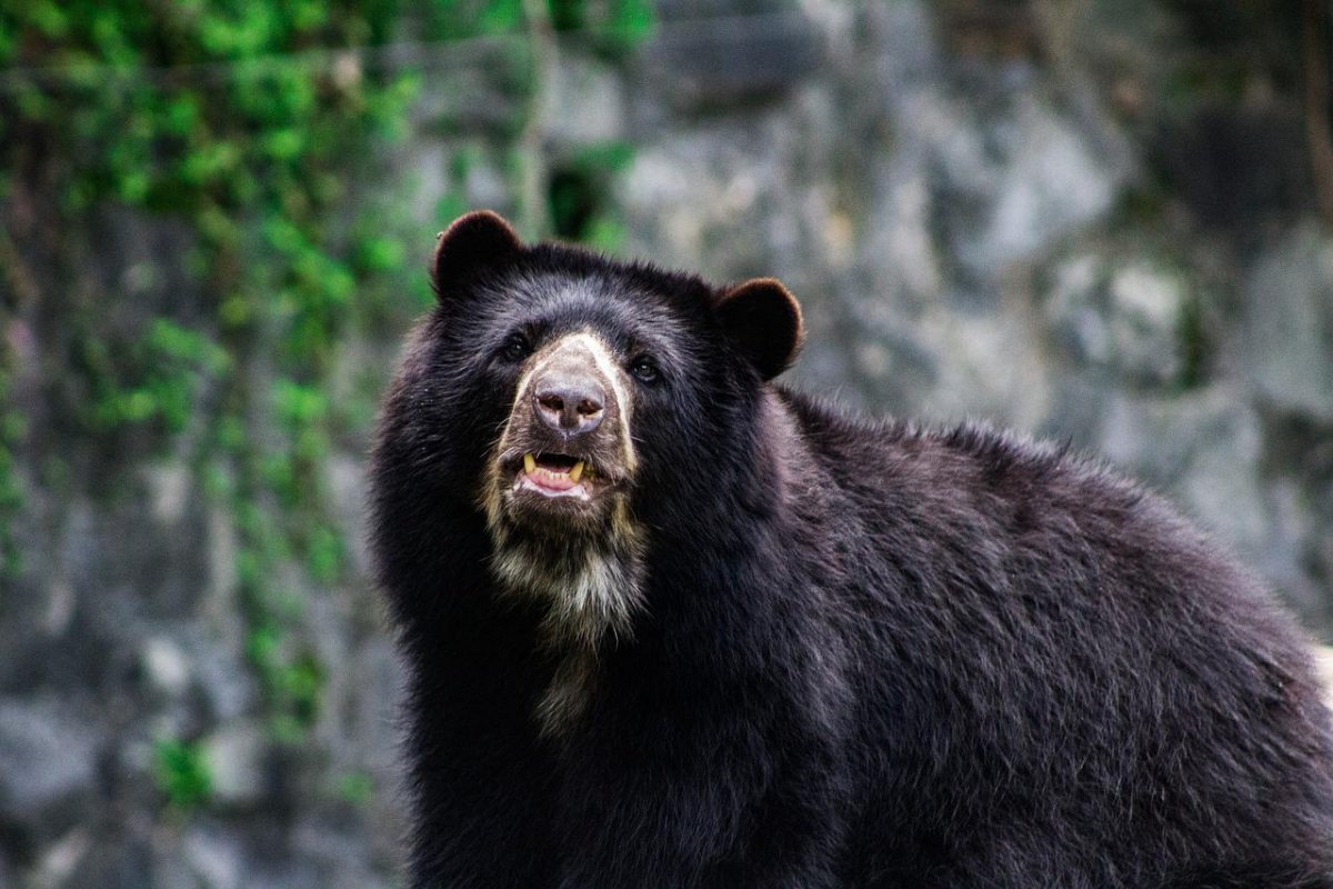 spectacled bear is among the endangered species in peru