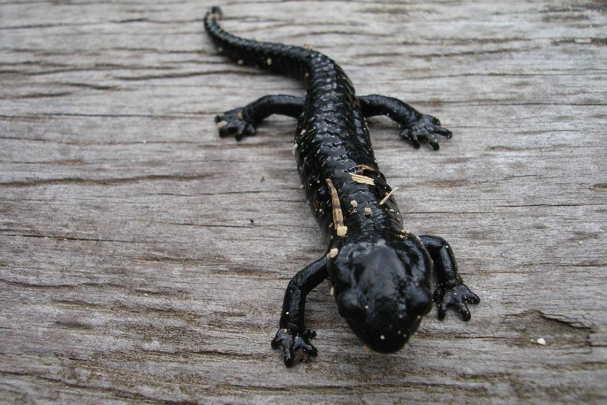 spectacled salamander