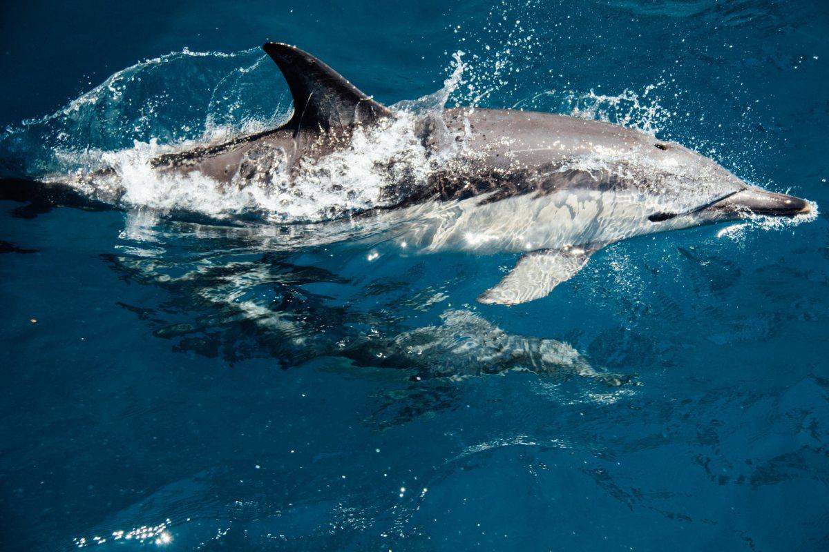 spinner dolphin