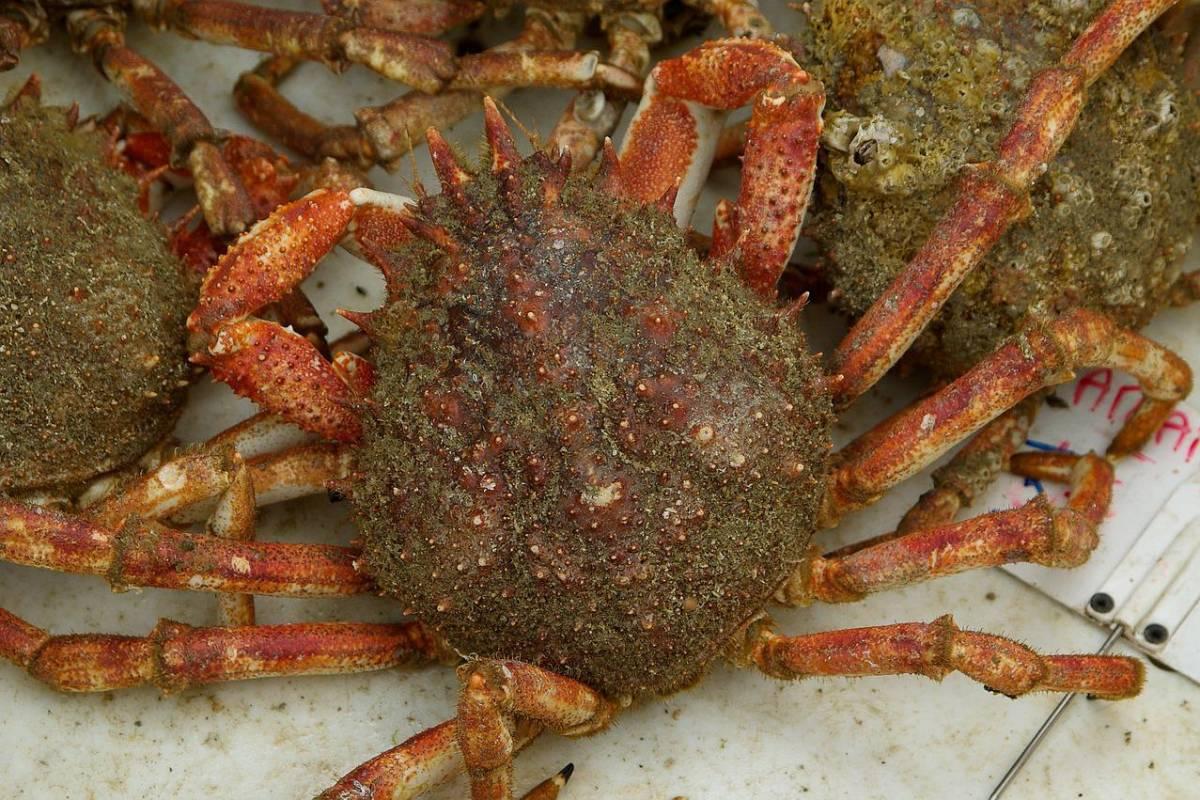 spiny spider crab