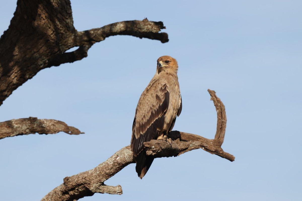 steppe eagle is egypt national animal