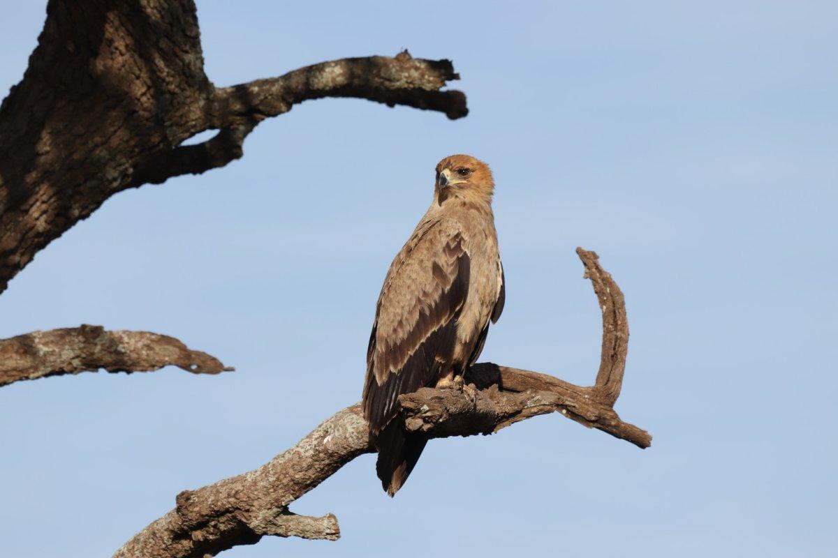 steppe eagle is part of the armenian wildlife