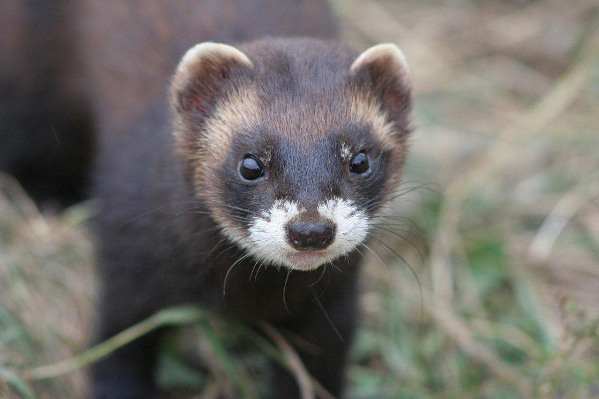 steppe polecat in bulgaria