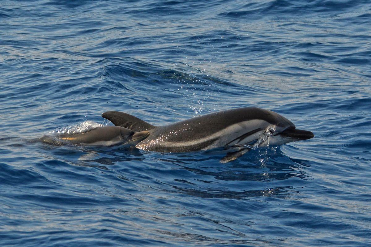 striped dolphin