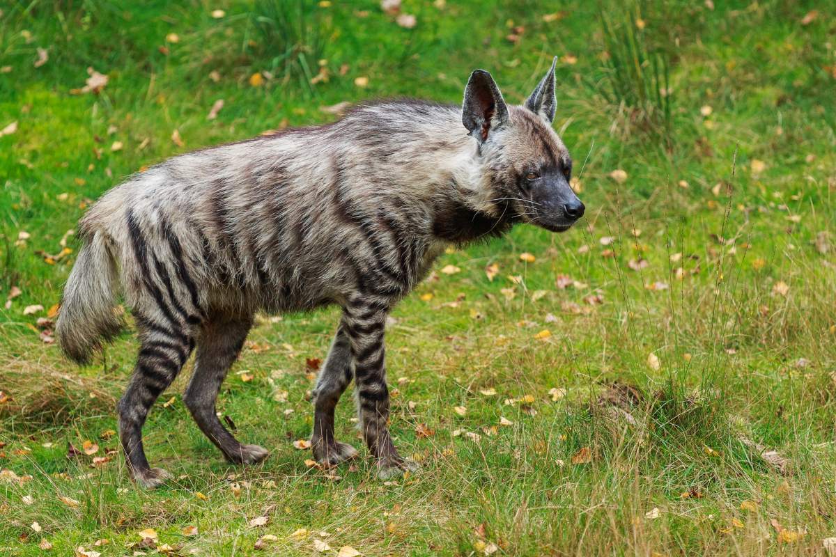 striped hyena is one of the animals native to georgia