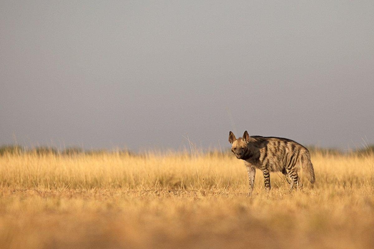 striped hyena is among the dangerous animals in saudi arabia