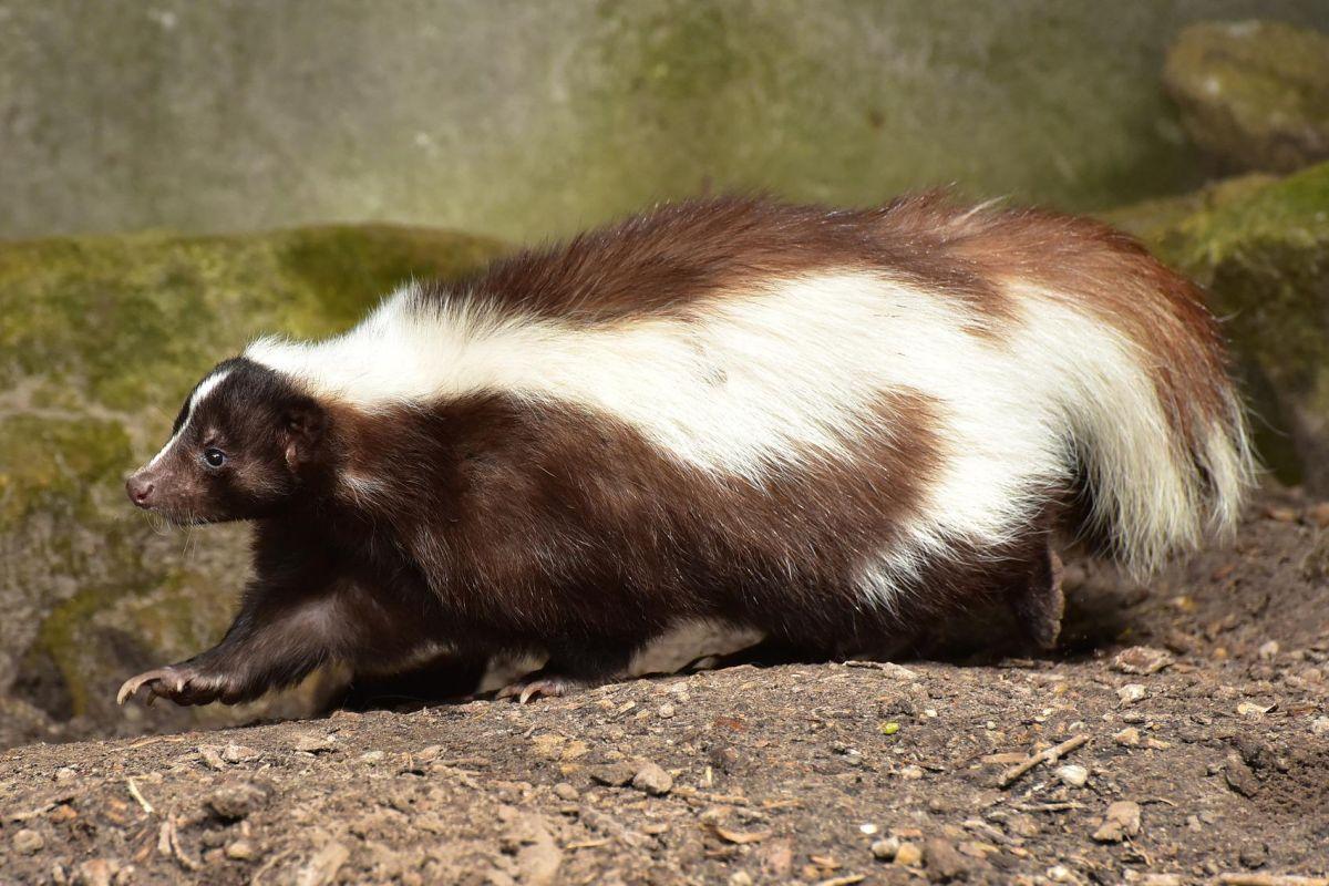 striped polecat