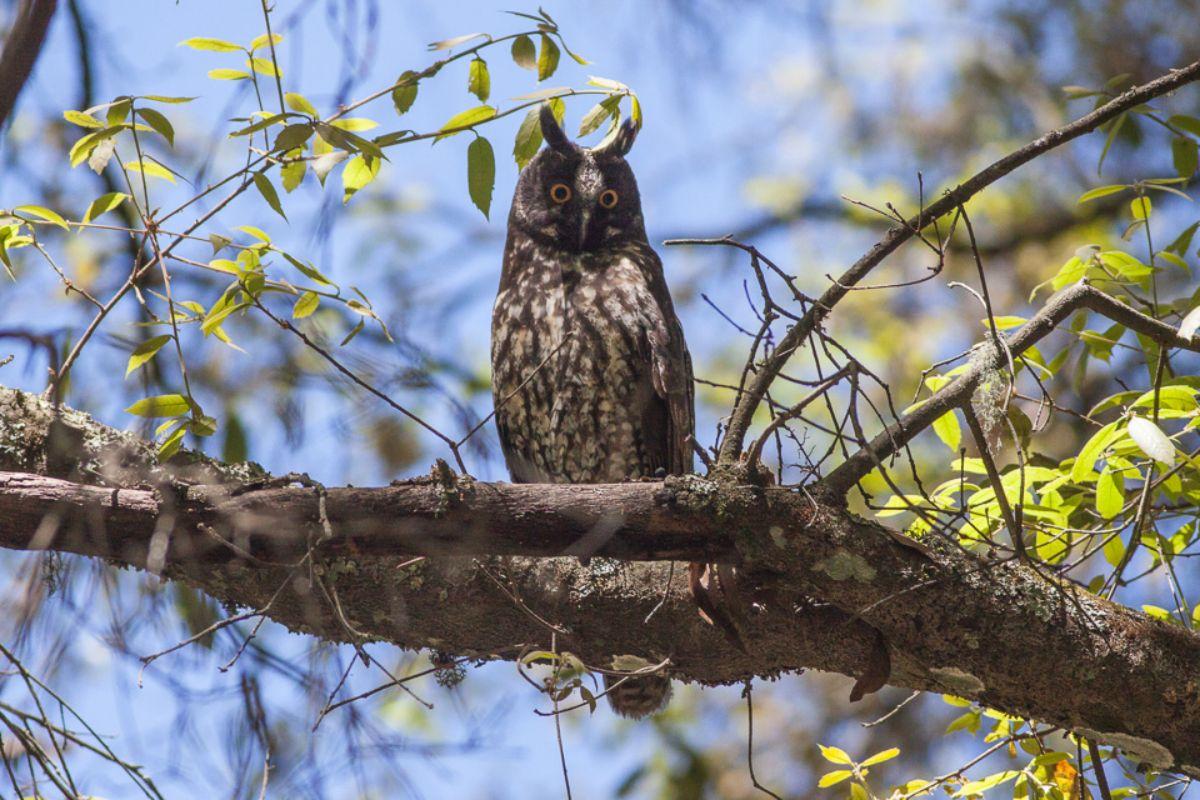 stygian owl is among the animals of dominican republic