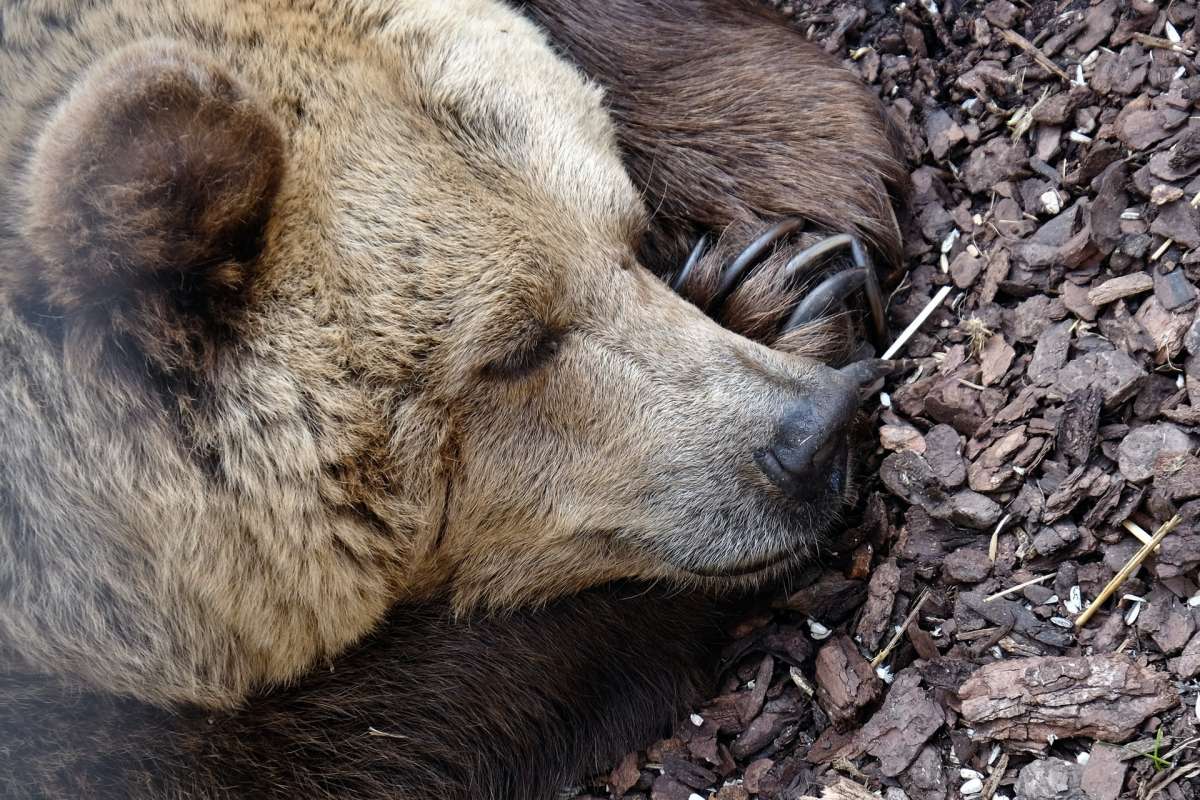 syrian brown bear is part of the iranian wildlife