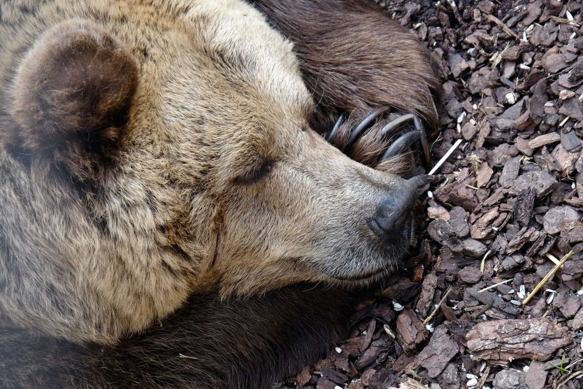 syrian brown bear sleeping in the wild