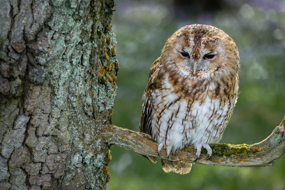 tawny owl on a tree branch