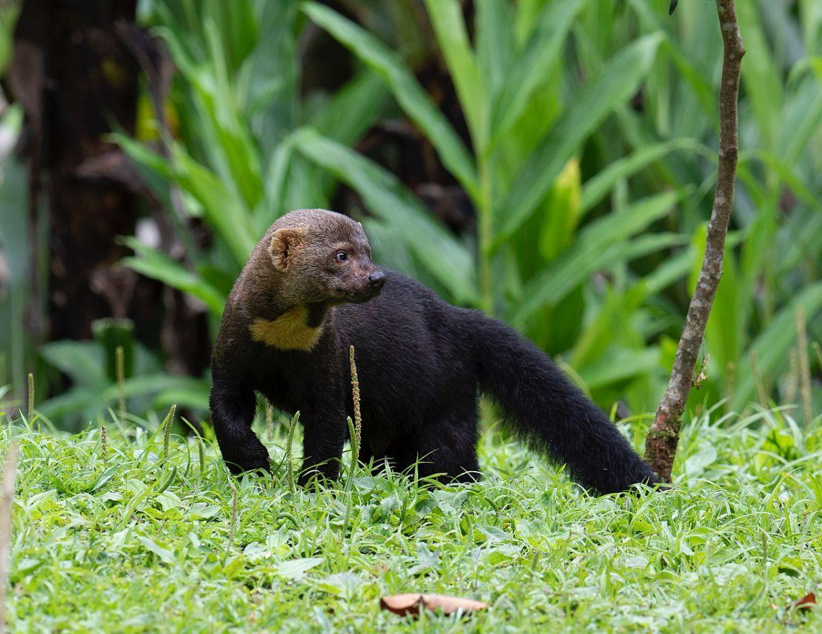 tayra is one of the ecuador rainforest animals